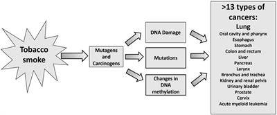 Genomic and Bioinformatics Approaches for Analysis of Genes Associated With Cancer Risks Following Exposure to Tobacco Smoking